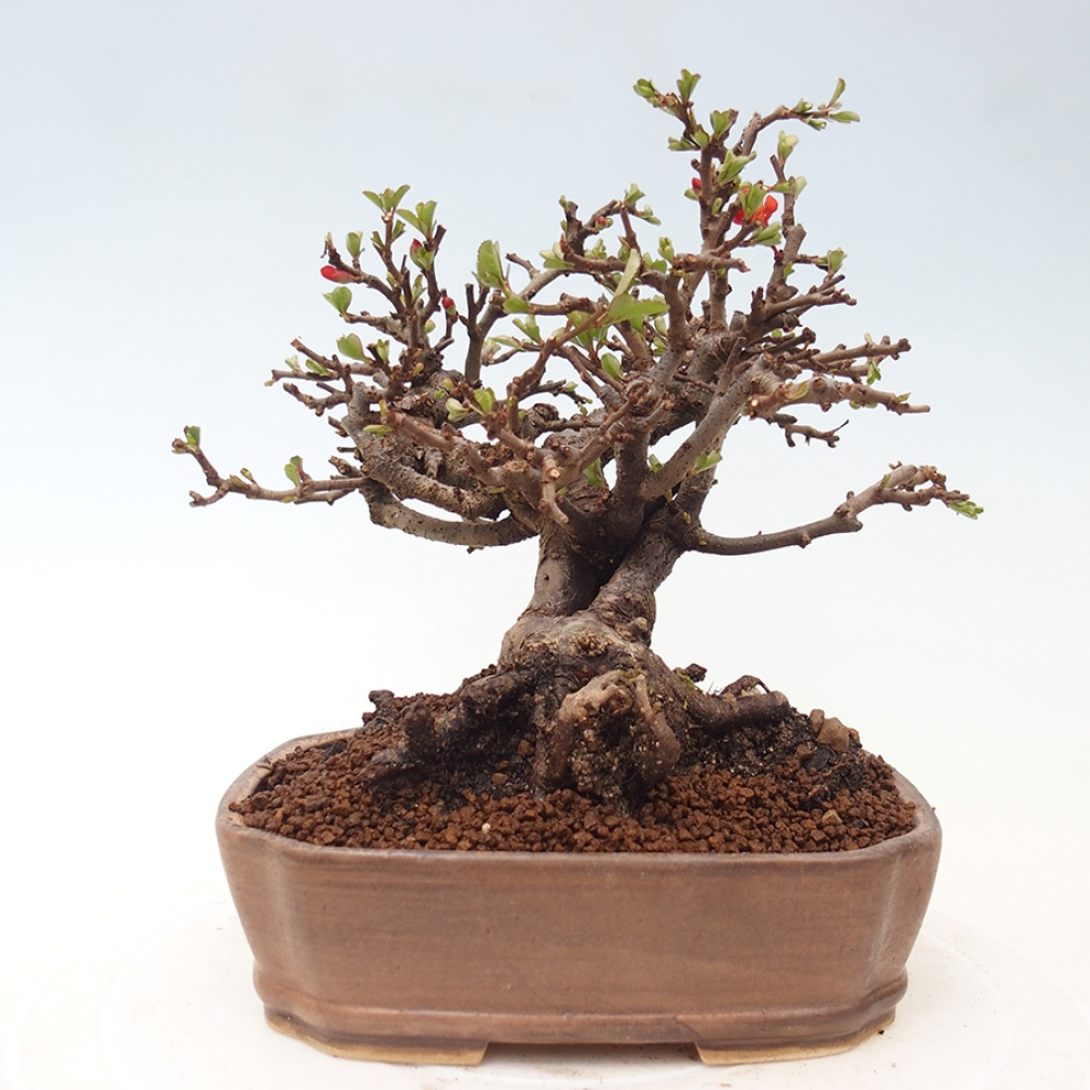 Kültéri bonsai - Chaneomeles speciosa - birs