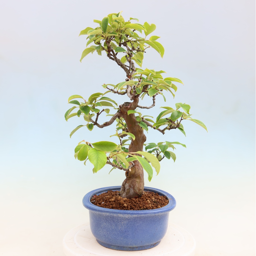Kültéri bonsai - Pseudocydonia sinensis - kínai birs