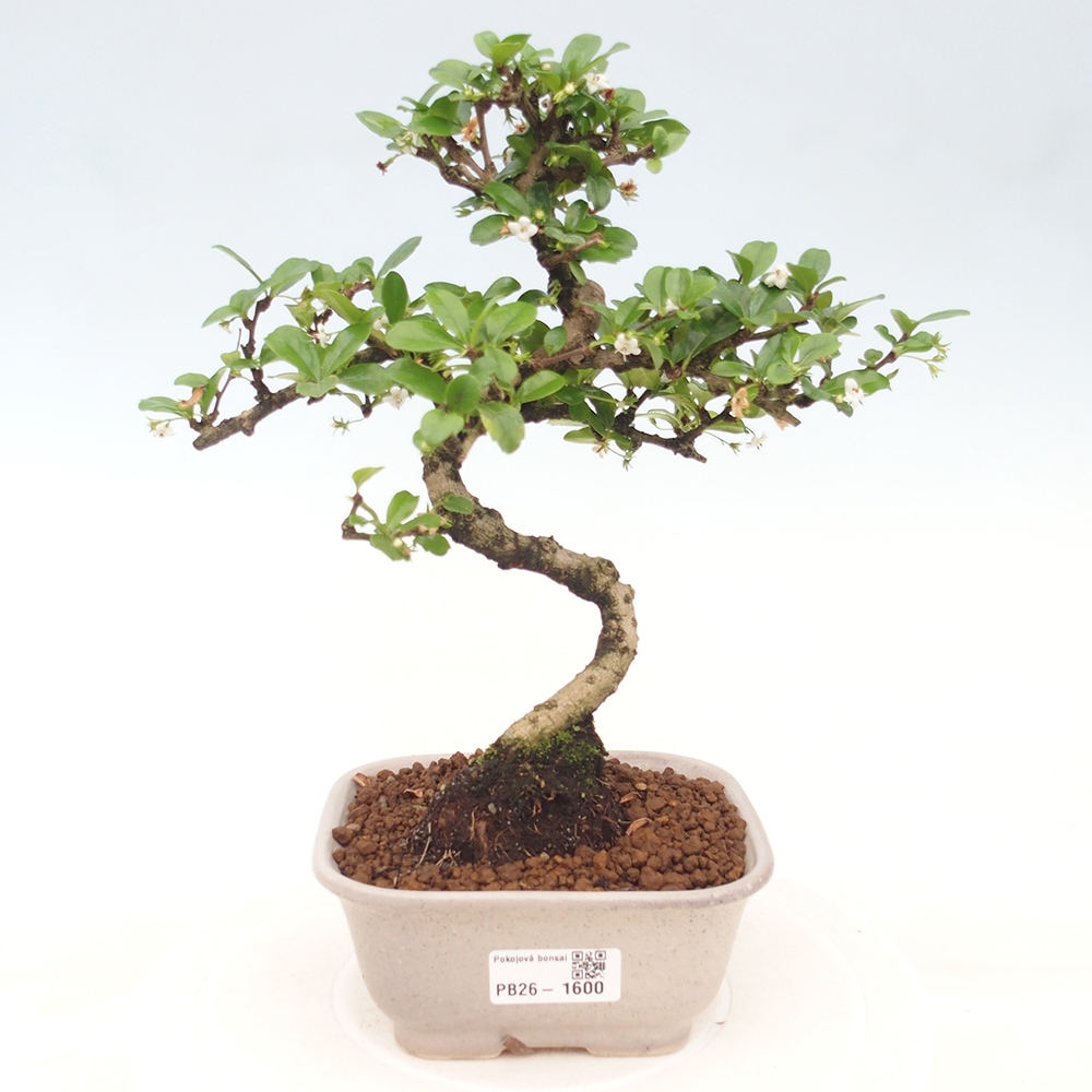 Szobai bonsai - Carmona macrophylla - Tea fuki