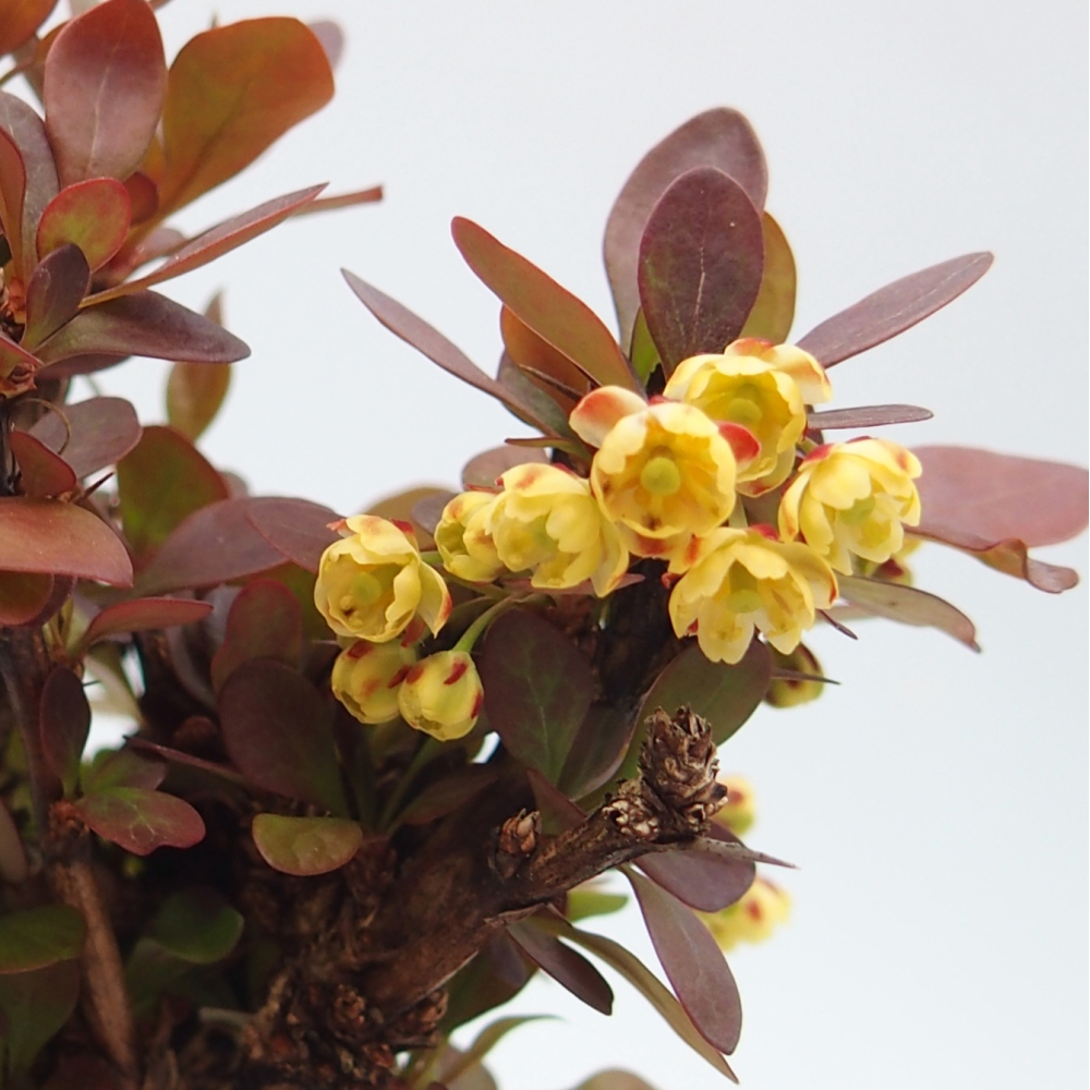 Kültéri bonsai - Berberis Thunbergii Bagatelle