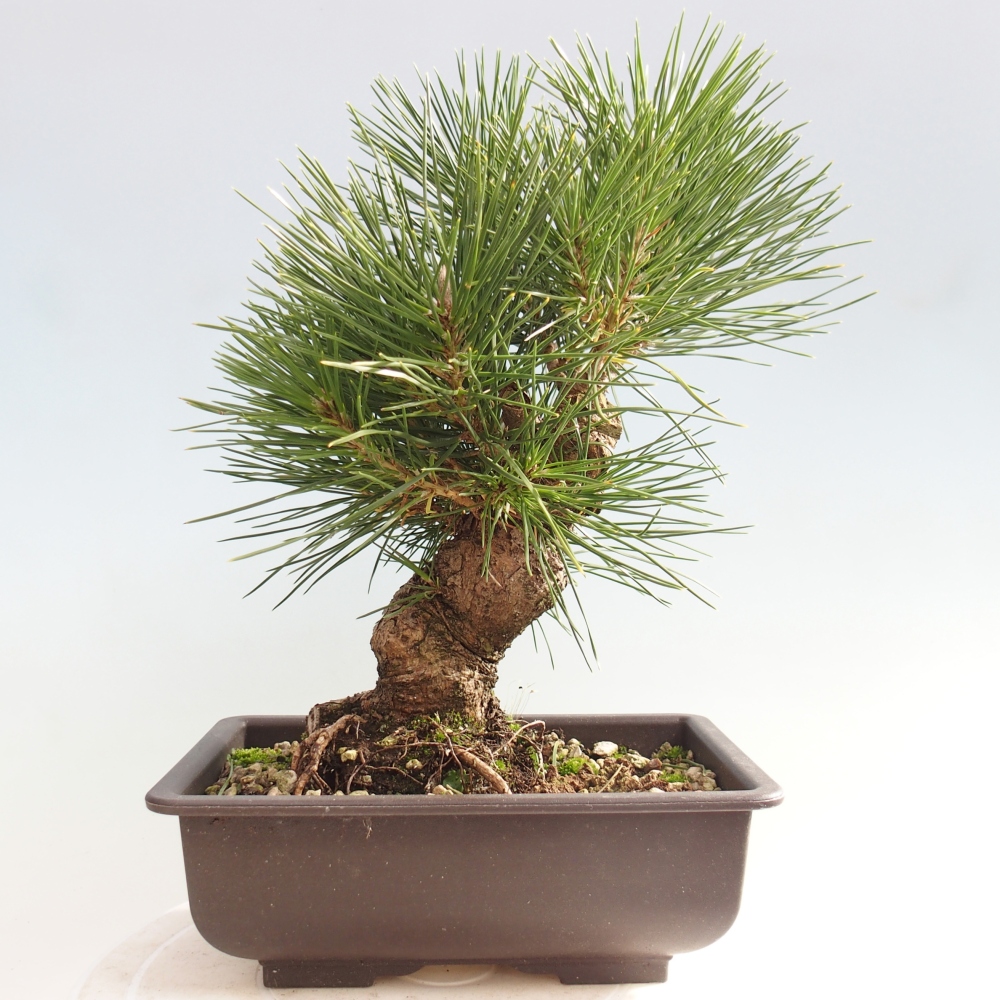Kültéri bonsai - Pinus thunbergii - Thunberg fenyő