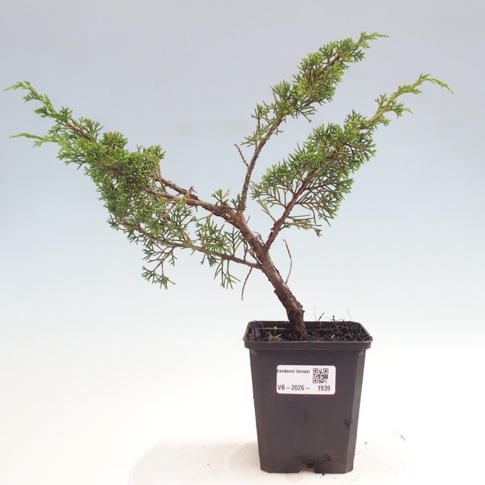 Kültéri bonsai - Juniperus chinensis Itoigawa