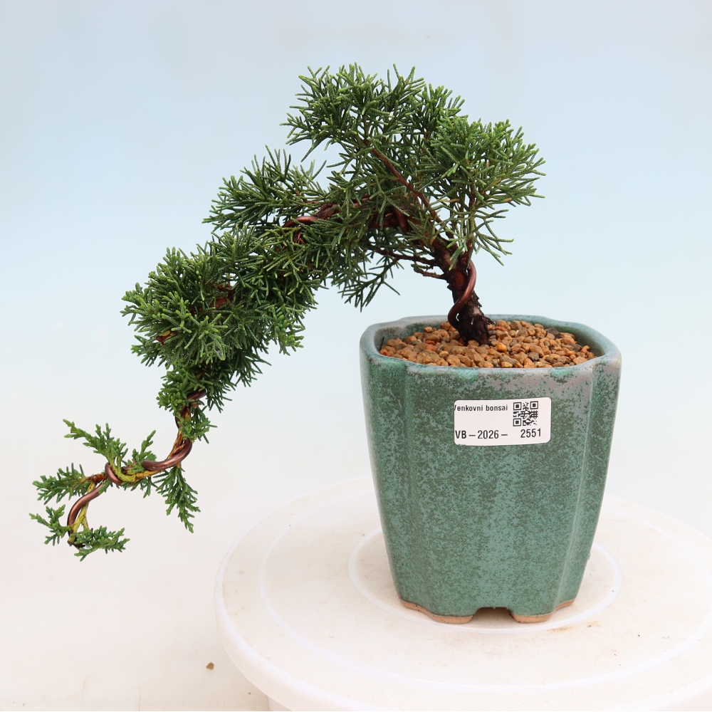 Kültéri bonsai - Juniperus chinensis Kishu