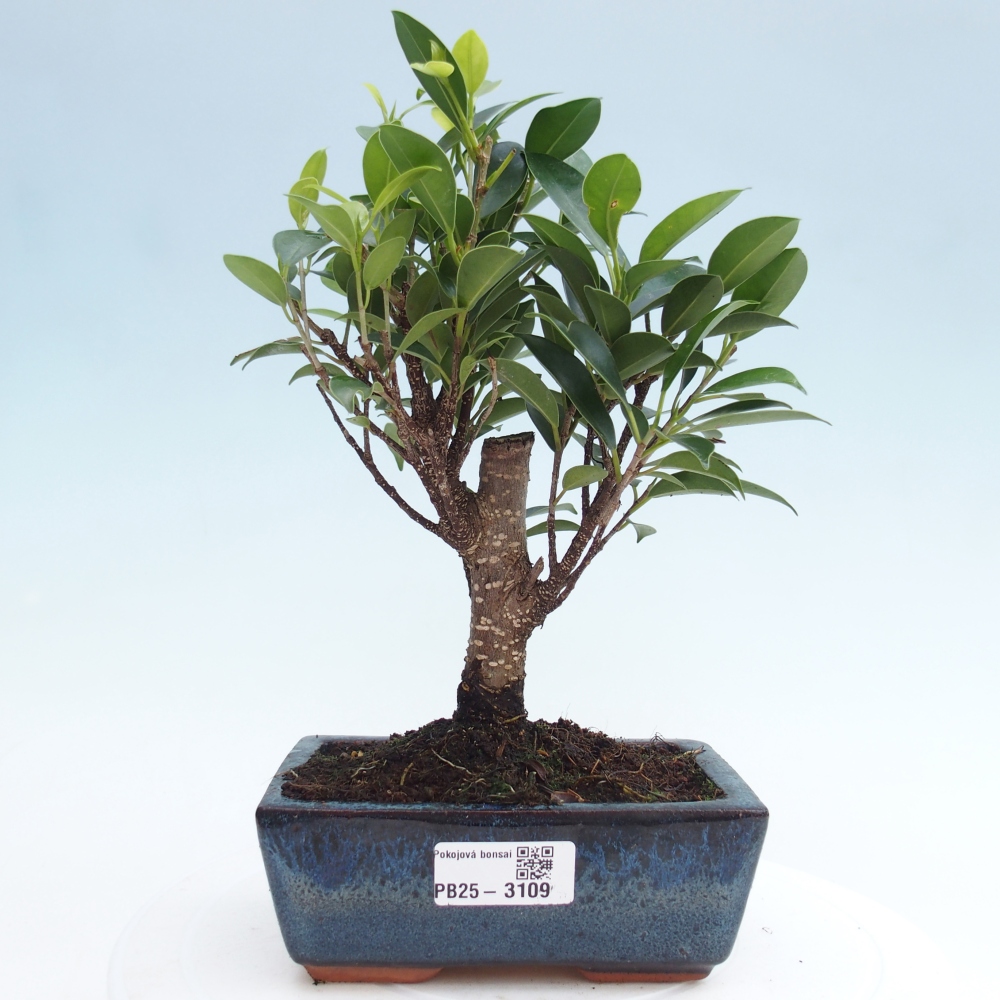 Szobai bonsai - Ficus retusa - kislevelű fikusz