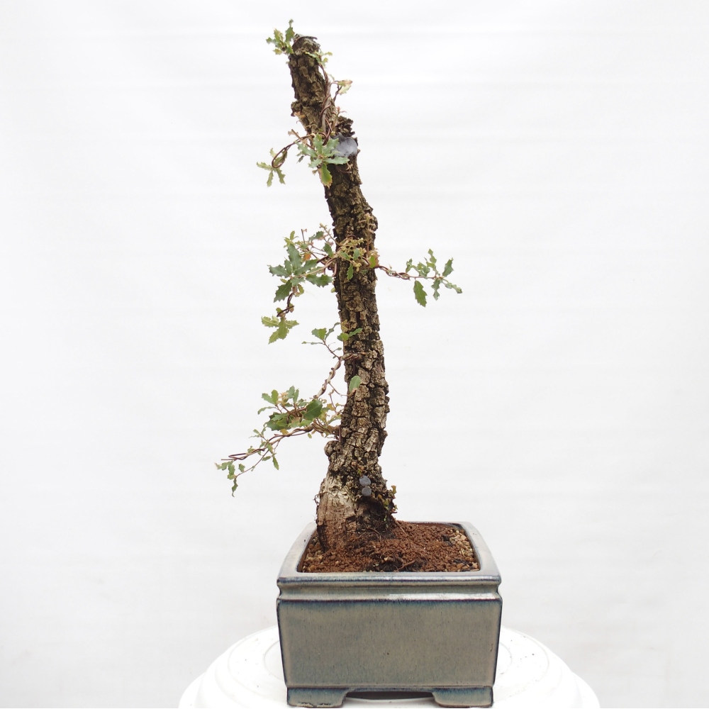 Yamadori - Quercus Ilex - Tölgy magyal