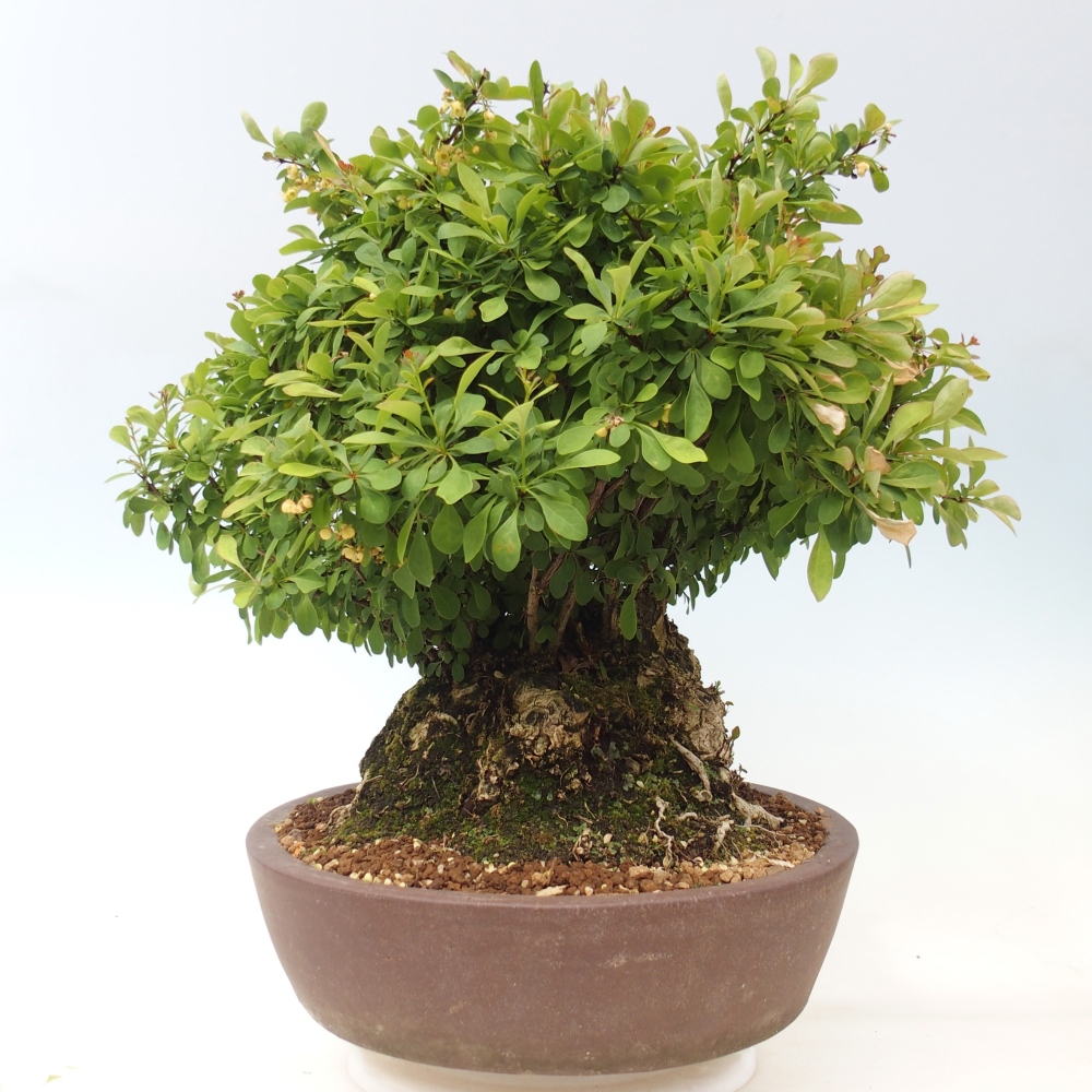 Kültéri bonsai - Borbolya - Berberis thunbergii atropurpurea
