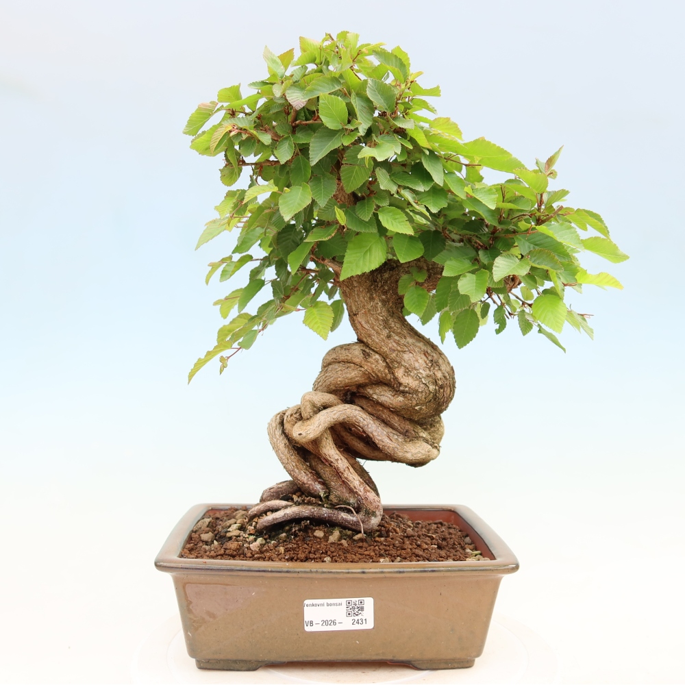Kültéri bonsai -Carpinus Coreana - Koreai gyertyánfa
