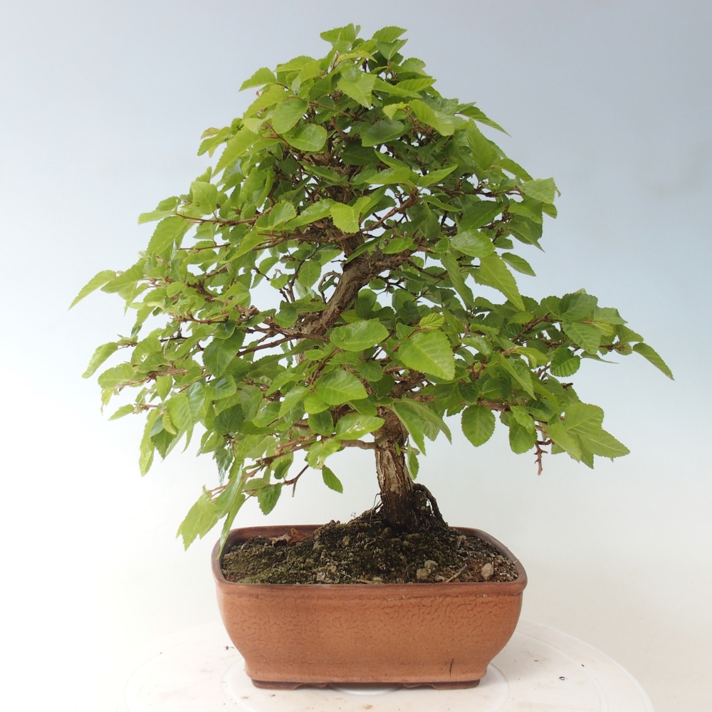 Kültéri bonsai -Carpinus CARPINOIDES - Koreai gyertyánfa