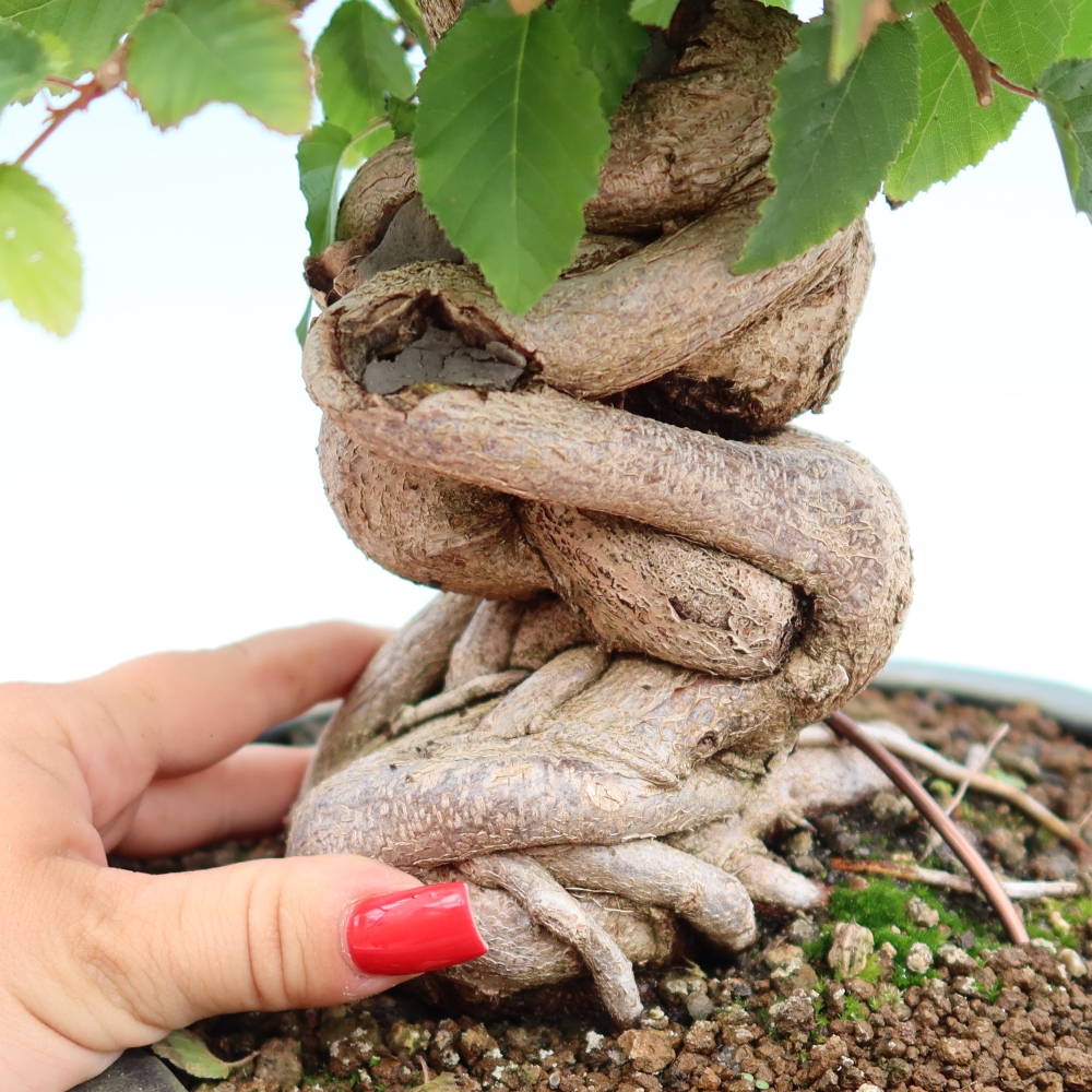 Kültéri bonsai -Carpinus Coreana - Koreai gyertyánfa