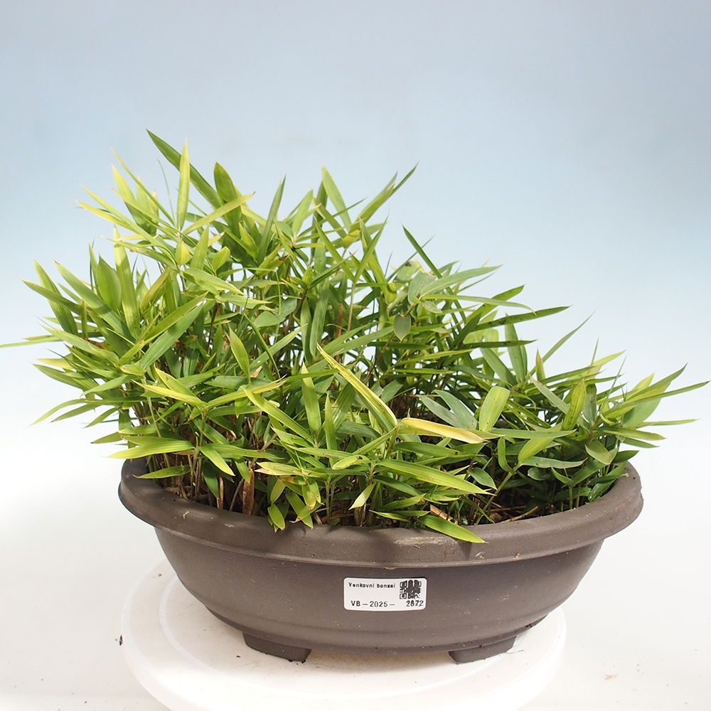 Kültéri bonsai - Pleioblastus argenteostriatus f.pumilus - Törpebambusz