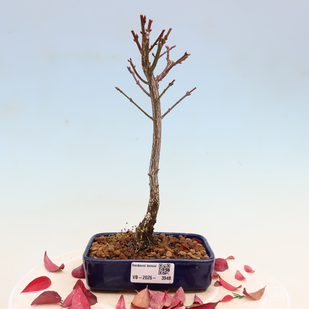 Kültéri bonsai – Euonymus alatus comactus – szárnyas szőlőfa