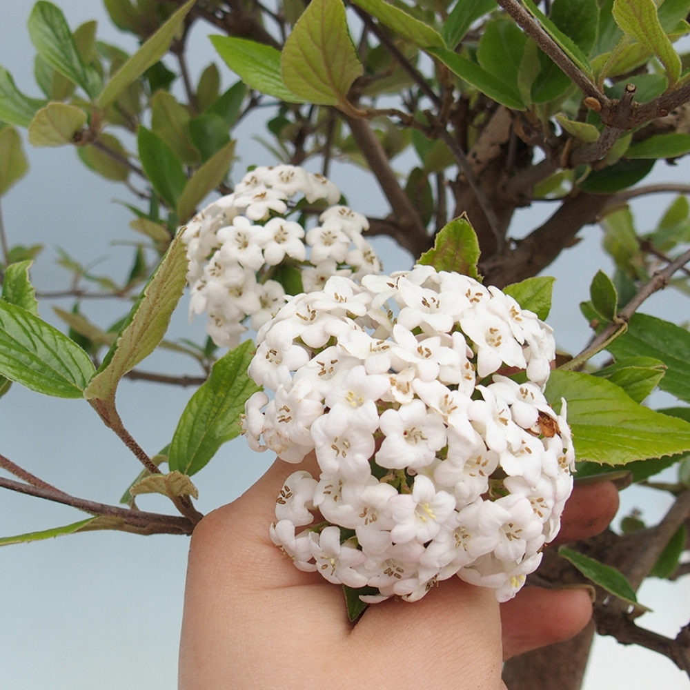 Kültéri bonsai-Kalina Bodnanská - Viburum carlesii hemsi