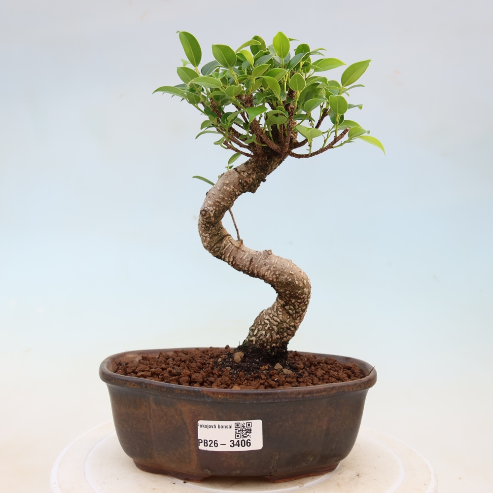 Szobai bonsai - Ficus kimmen - kislevelű fikusz