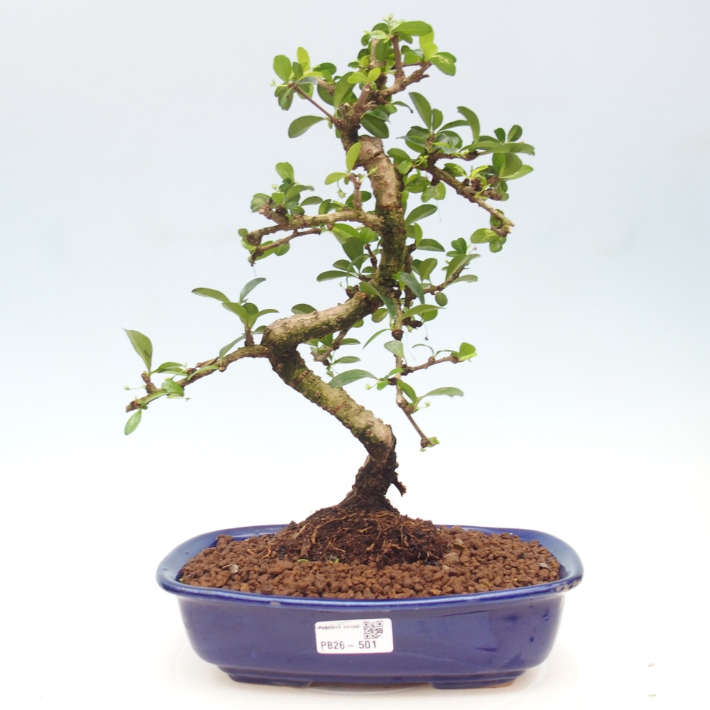 Szobai bonsai - Carmona macrophylla - Tea fuki