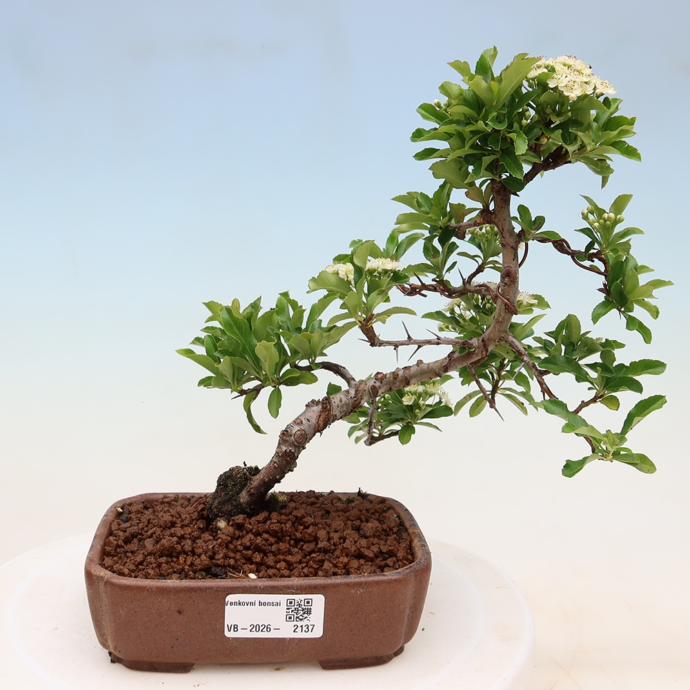 Kültéri bonsai – Pyracantha teton – Vörös tűszem