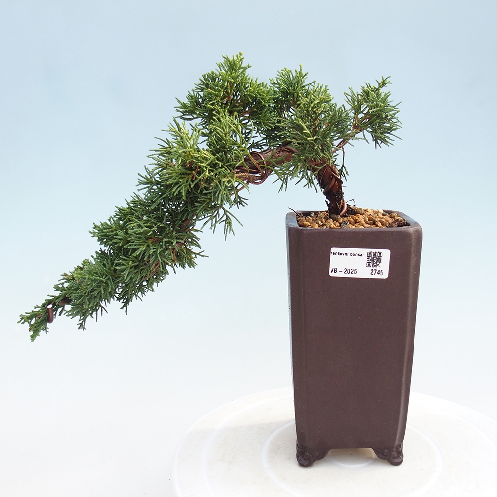 Kültéri bonsai - Juniperus chinensis Kishu