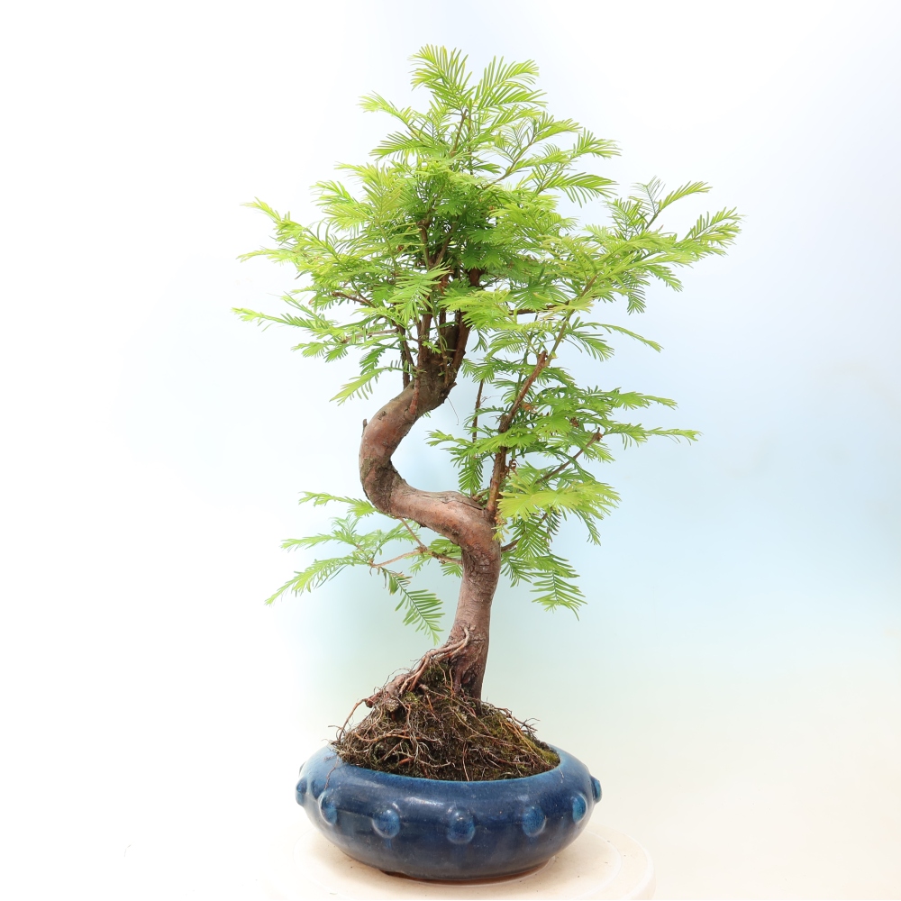 Kültéri bonsai - Metasequoia glyptostroboides - Kínai metasequoia