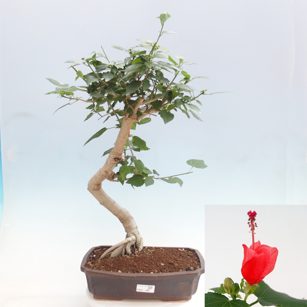 Beltéri bonsai - Malvaviscus arboreus