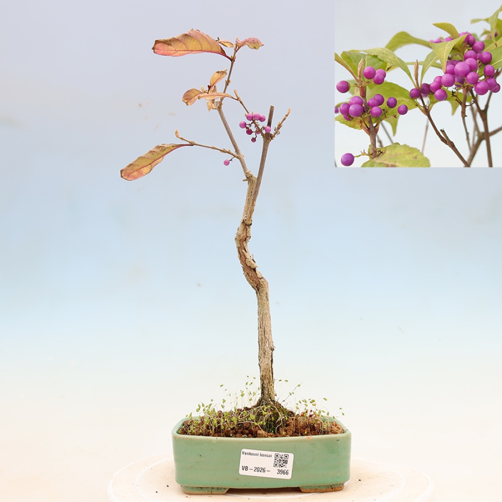 Kültéri bonsai - Callicarpa bodinierova bodinierova profusion