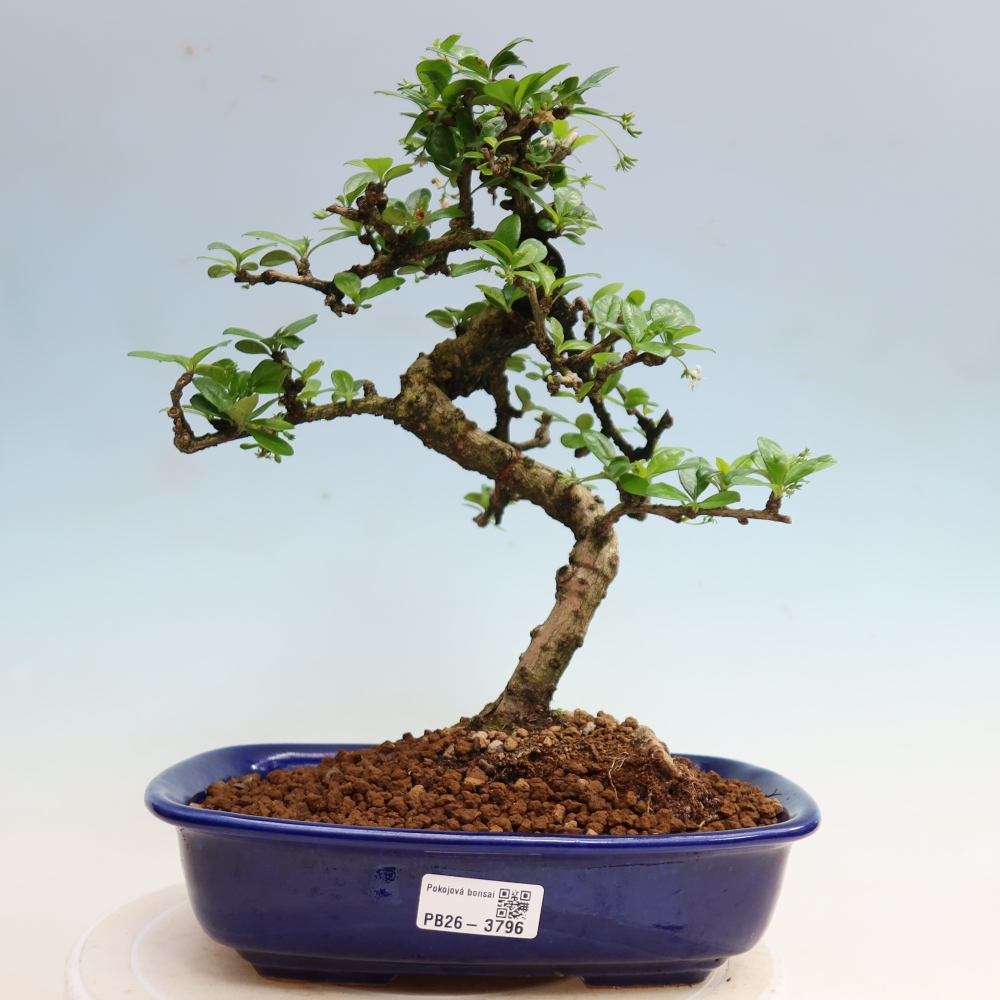 Szobai bonsai - Carmona macrophylla - Tea fuki