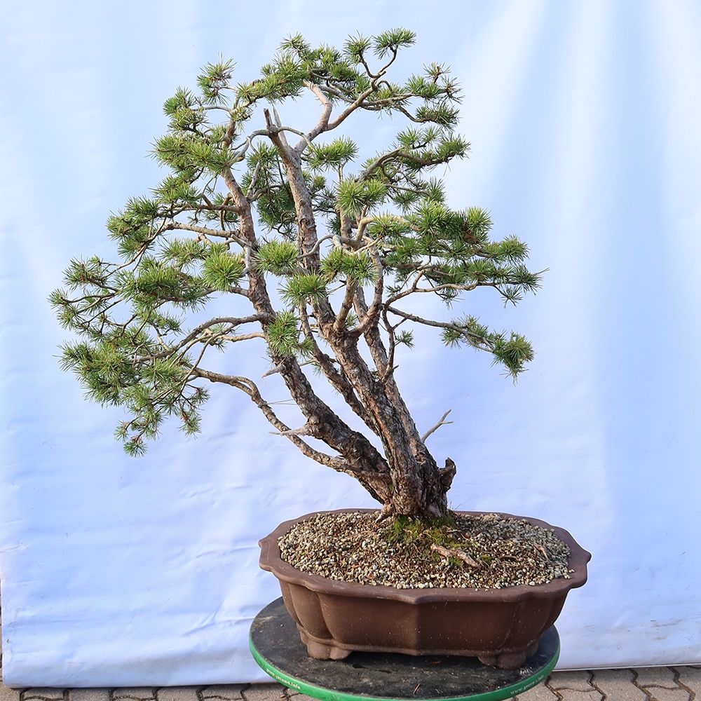 Pinus sylvestris Spanyolország – erdei fenyő