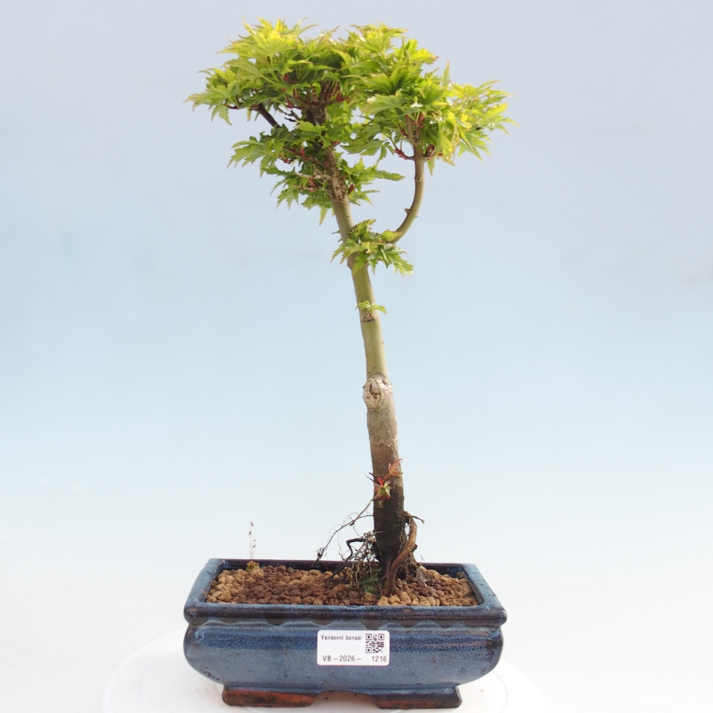 Kültéri bonsai -Javor pálma Acer palmatum Shishigashira