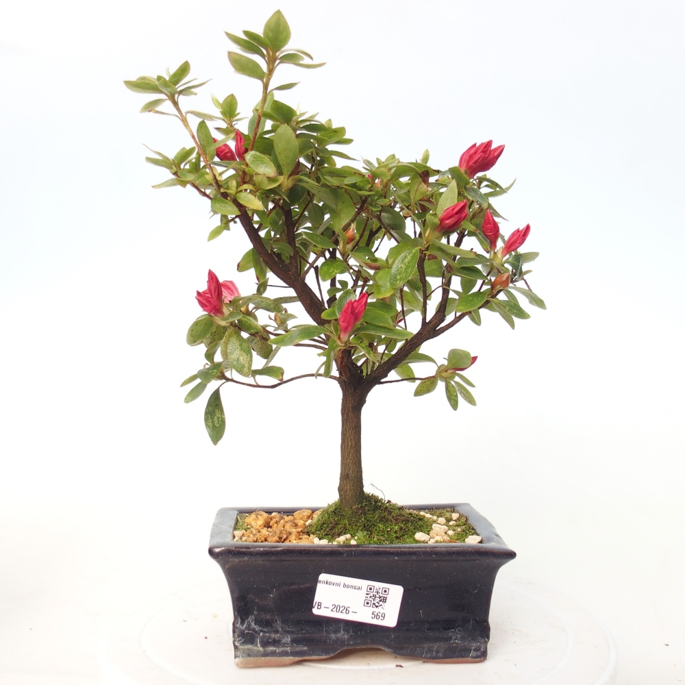 Kültéri bonsai - japán azálea - Azalea sp.