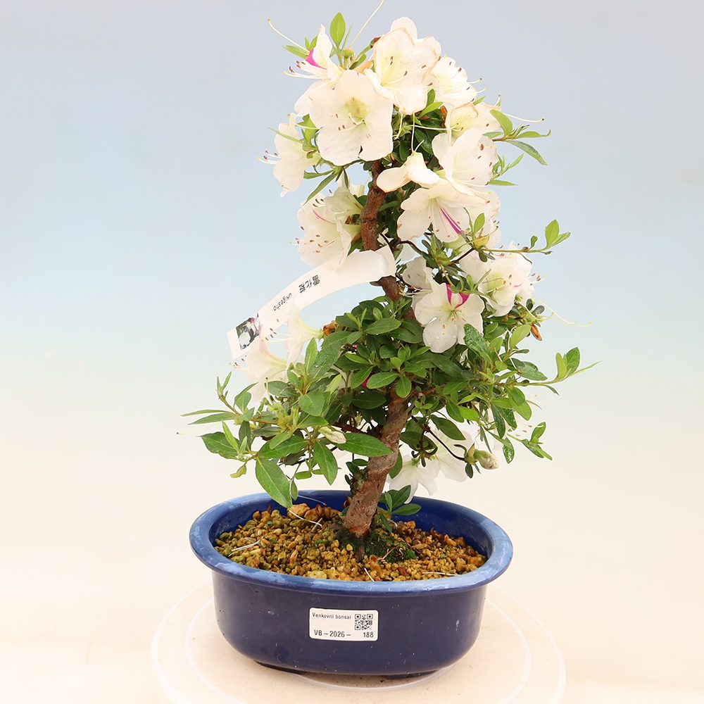 Kültéri bonsai - Japán azálea - Azalea Yukigesho