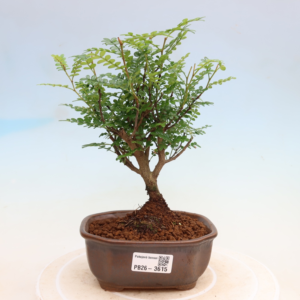 Szobai bonsai - Zantoxylum piperitum - borsfa