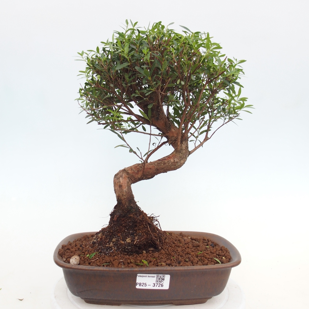Szobai bonsai - Syzygium - Pimento