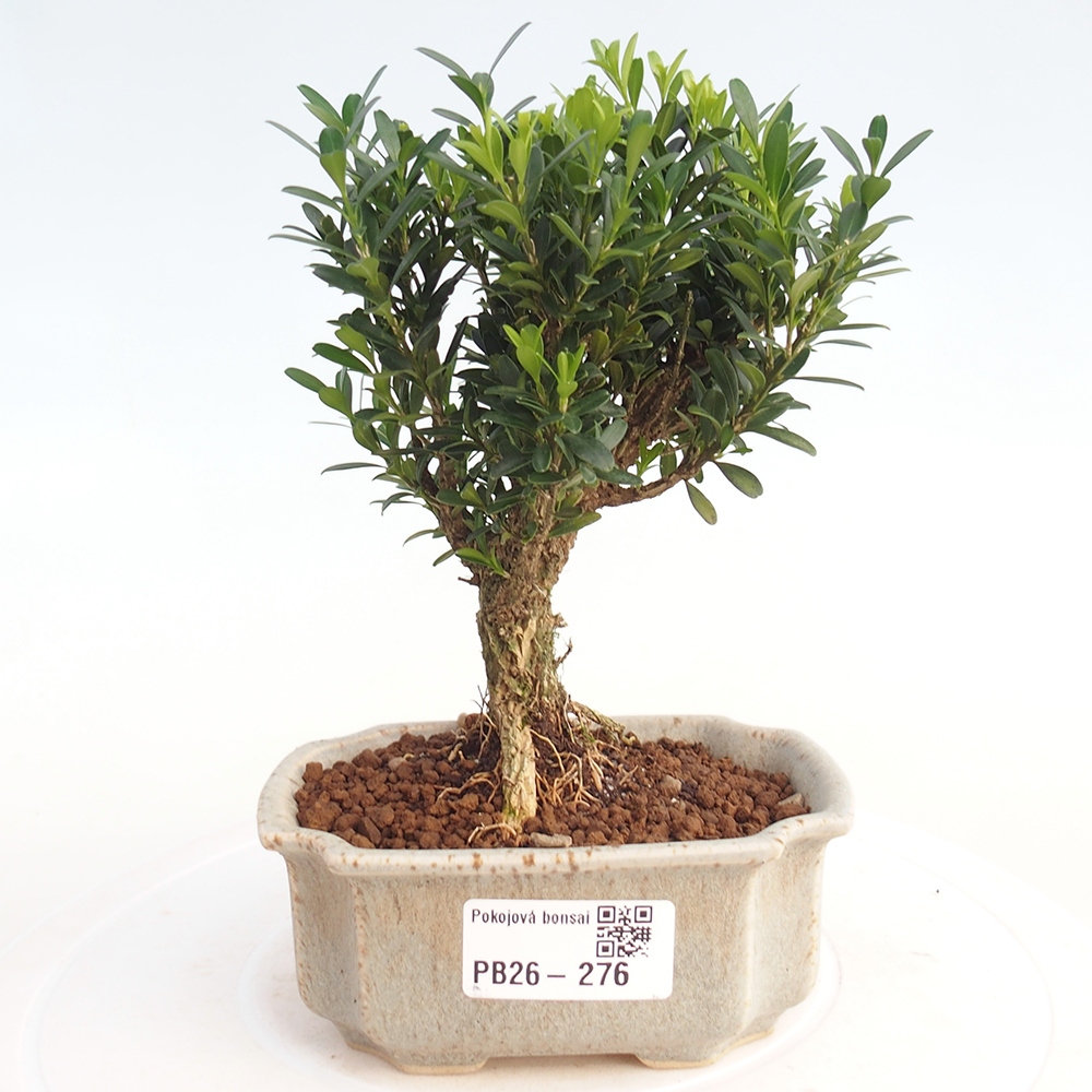 Szobai bonsai - Buxus harlandii - parafa buxus