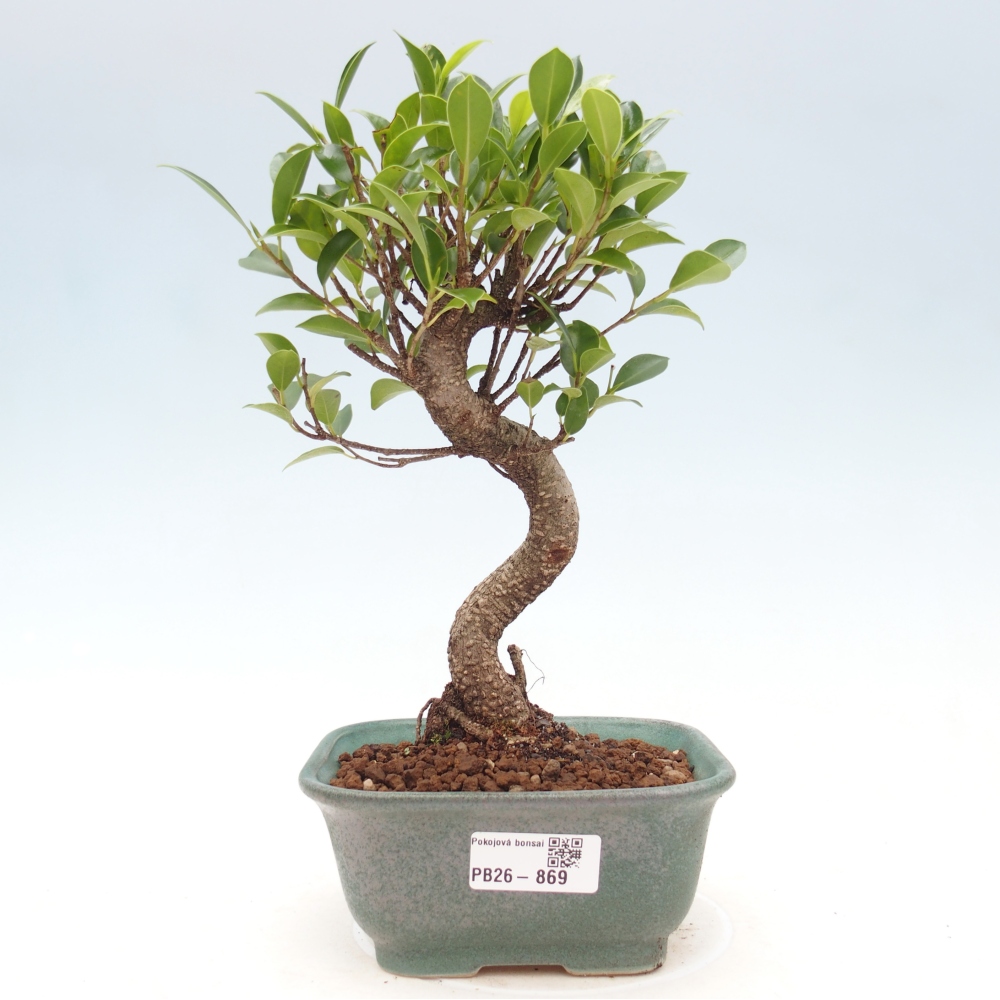Szobai bonsai - Ficus retusa - kislevelű fikusz