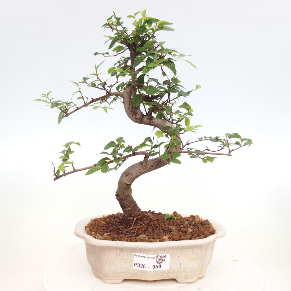 Szobai bonsai - Ulmus parvifolia - Kislevelű szilfa