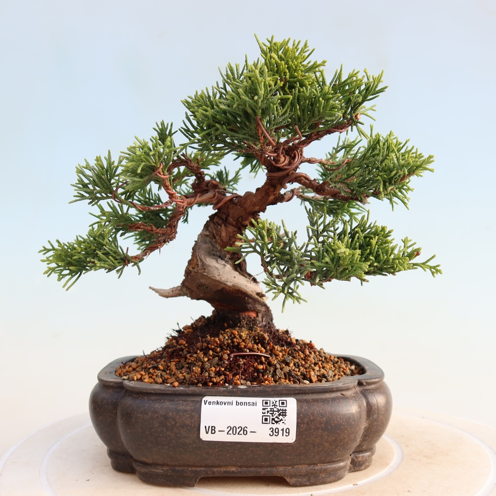 Kültéri bonsai - Juniperus chinensis Itoigawa