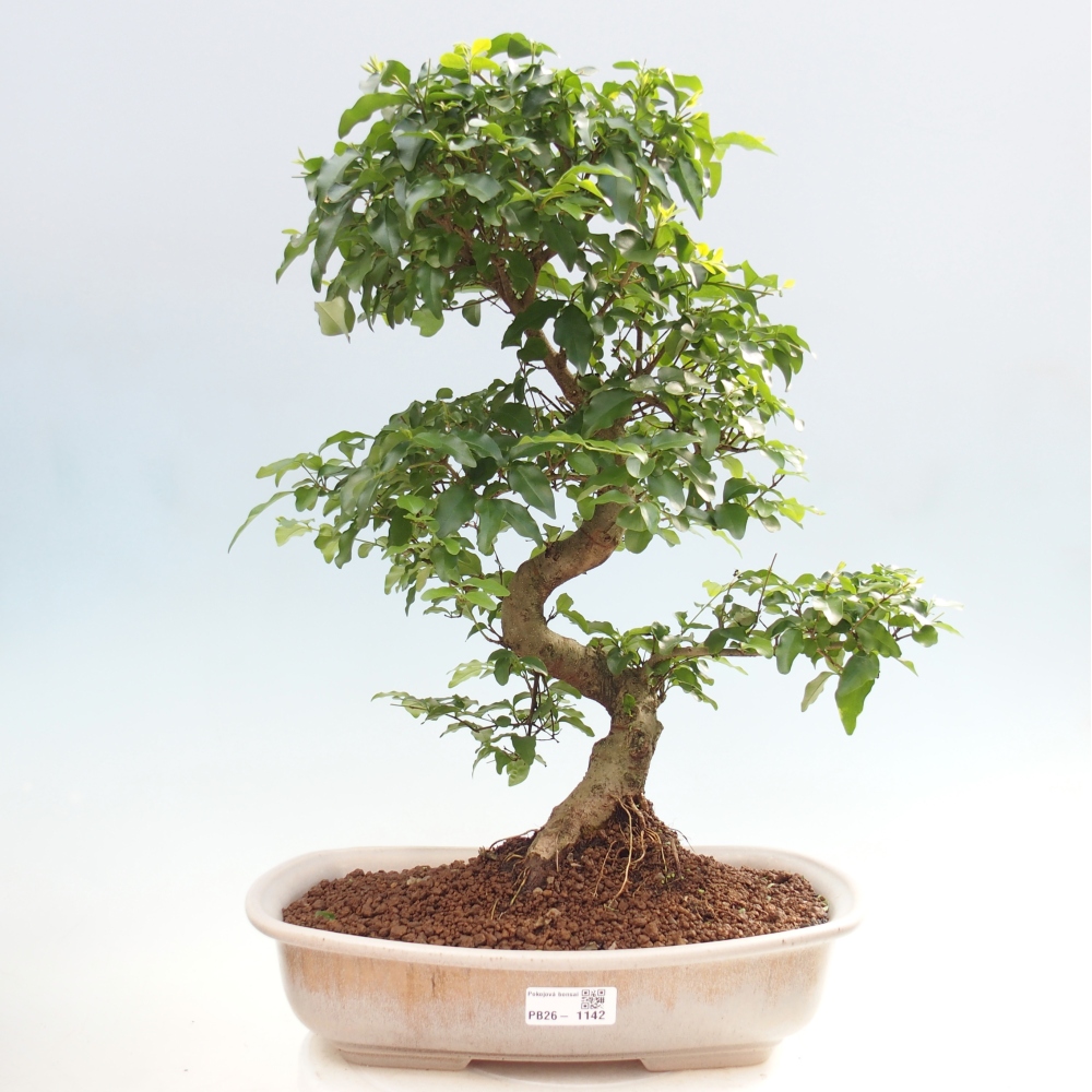 Szobai bonsai -Ligustrum chinensis - Madárcsőr