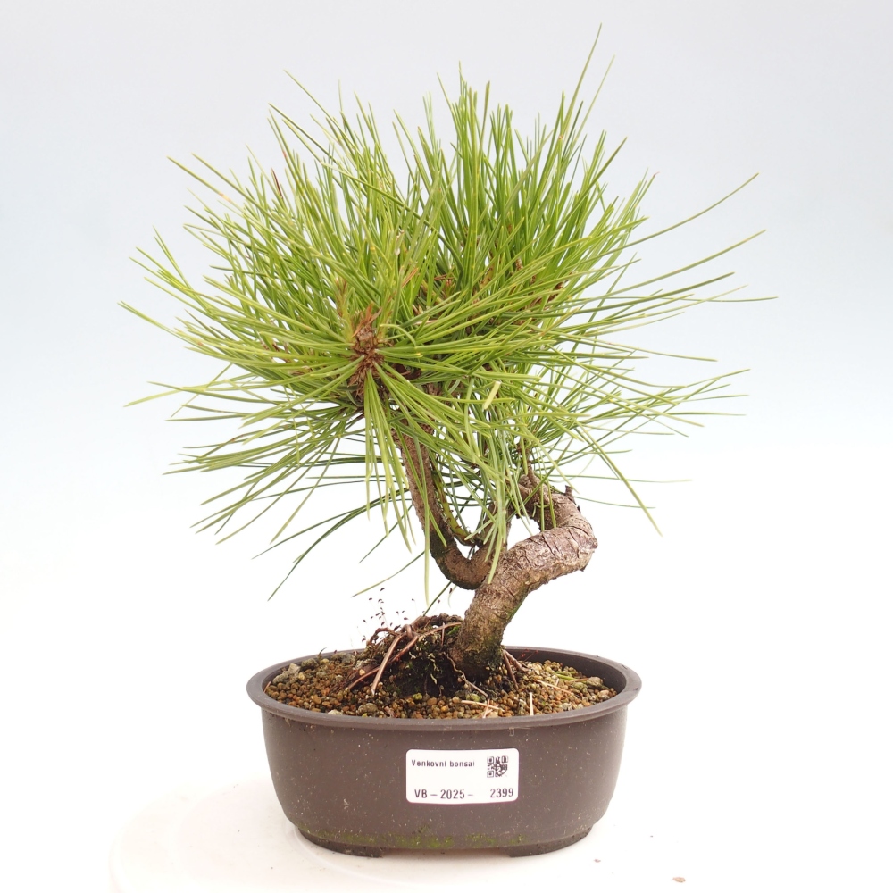 Kültéri bonsai - Pinus thunbergii - Thunberg fenyő