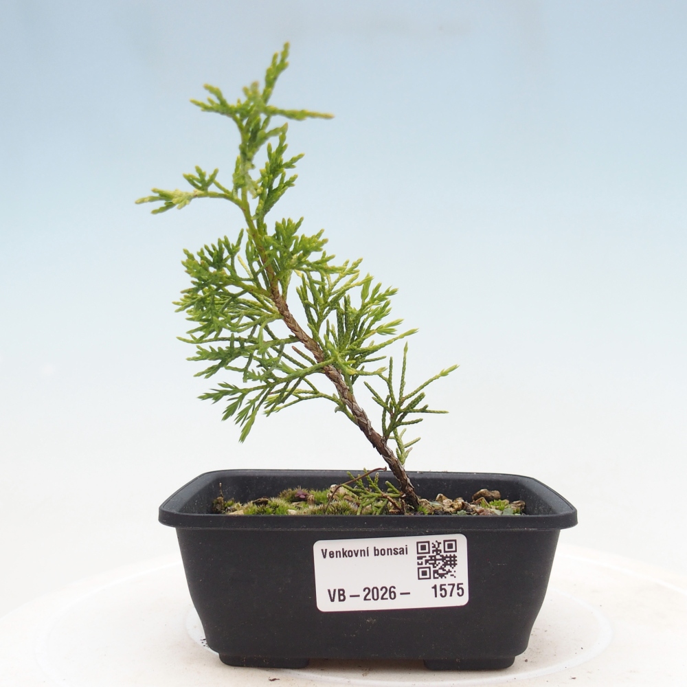 Kültéri bonsai - Juniperus chinensis Itoigawa