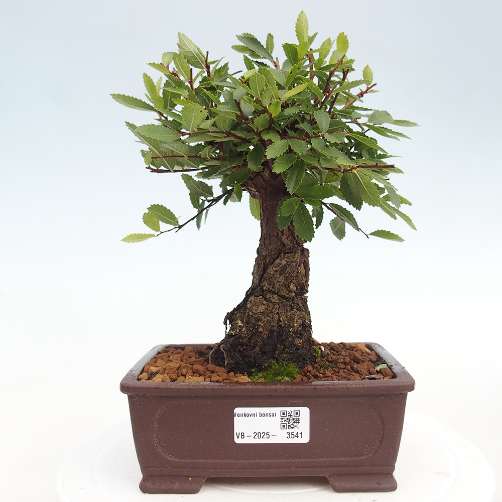 Kültéri bonsai - Zelkova - Zelkova NIRE