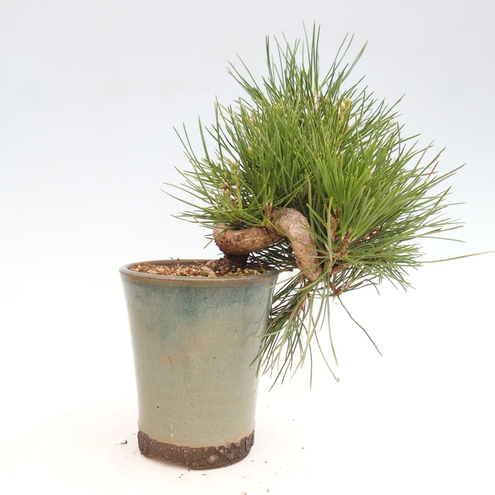 Kültéri bonsai - Pinus thunbergii - Thunberg fenyő