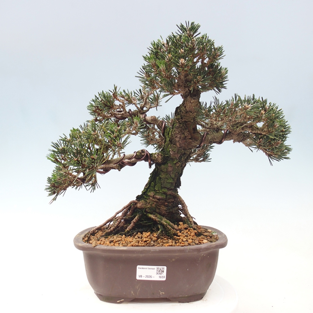 Kültéri bonsai - Pinus thunbergii Kotobuki - Thunberg fenyő