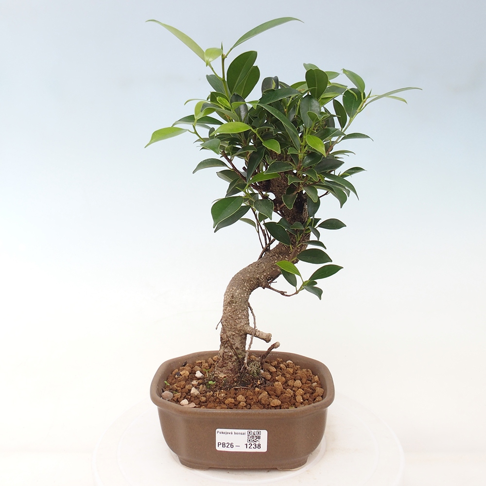 Szobai bonsai - Ficus retusa - kislevelű fikusz