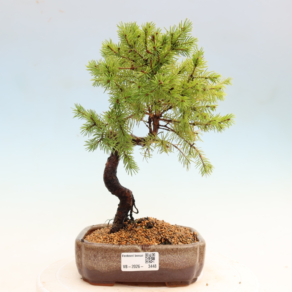 Kültéri bonsai – Szürke lucfenyő – Picea glauca globe