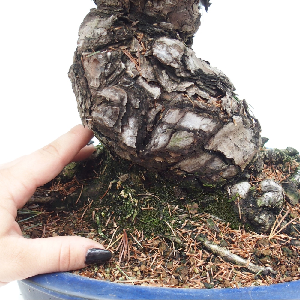 Kültéri bonsai - Pinus parviflora - Pinus parviflora