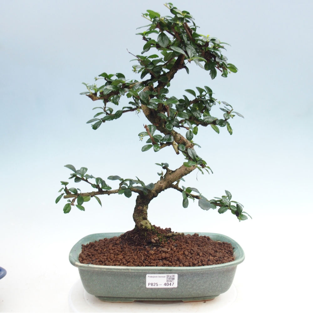 Szobai bonsai - Carmona macrophylla - Tea fuki