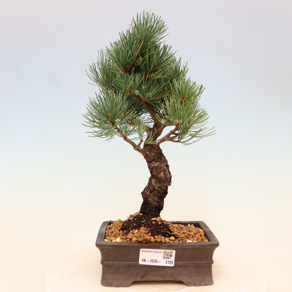 Kültéri bonsai - Pinus parviflora - Pinus parviflora