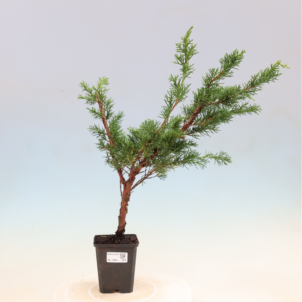 Kültéri bonsai - Juniperus chinensis Kishu