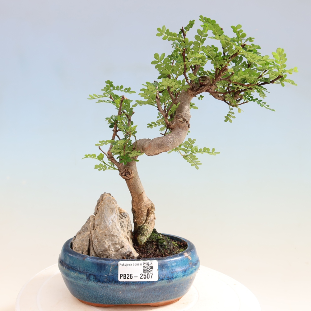 Szobai bonsai - Zantoxylum piperitum - borsfa