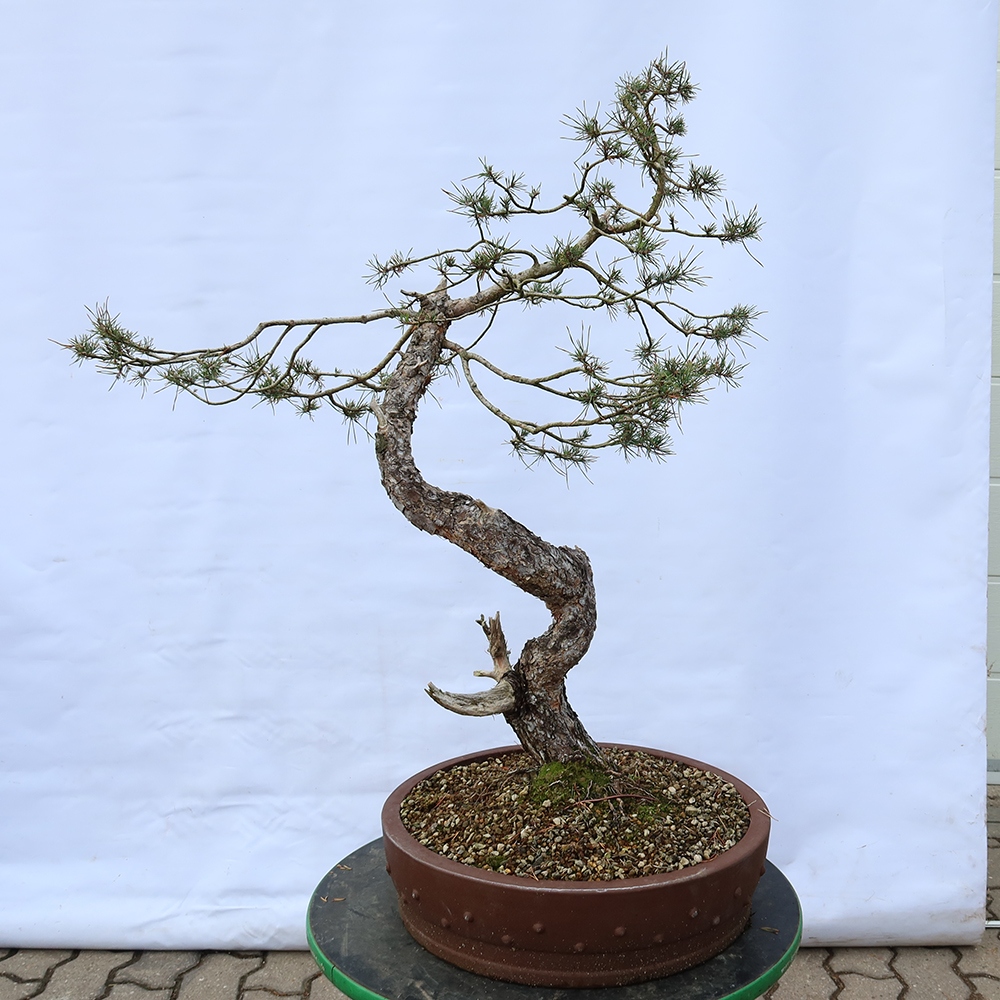 Pinus sylvestris Spanyolország – erdei fenyő