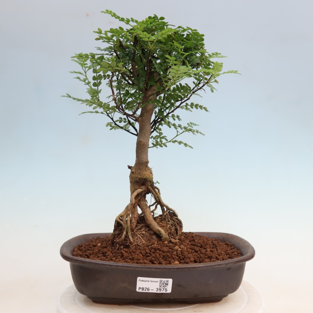 Szobai bonsai - Zantoxylum piperitum - borsfa