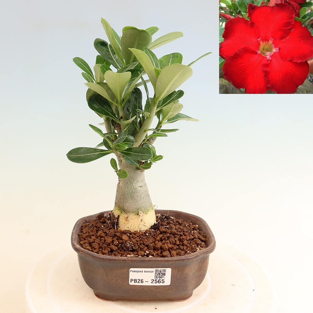 Szobabonsai – Adenium obesum Red Star – Sivatagi rózsa